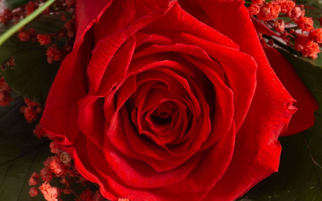 Protetto: Foto San Valentino