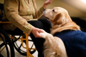 Pet Therapy